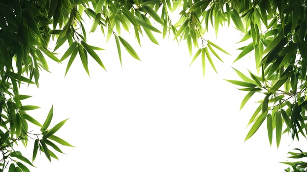 Fresh bamboo leaves elegantly frame a clear space, offering a natural organic border photo