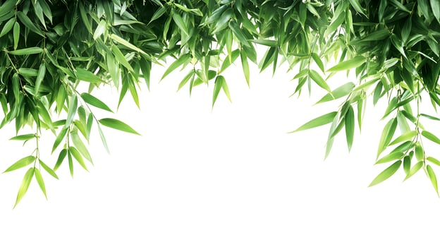 Lush bamboo foliage forming a natural arch on a transparent background great for design photo