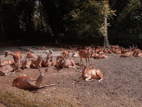 A group of deer relaxing in the forest under the sunlight photo
