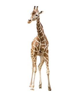 Giraffe over white photo