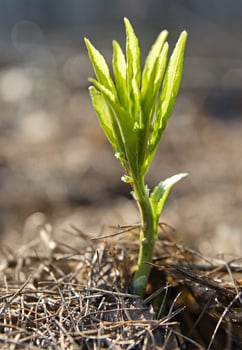 Sprout, close up photo