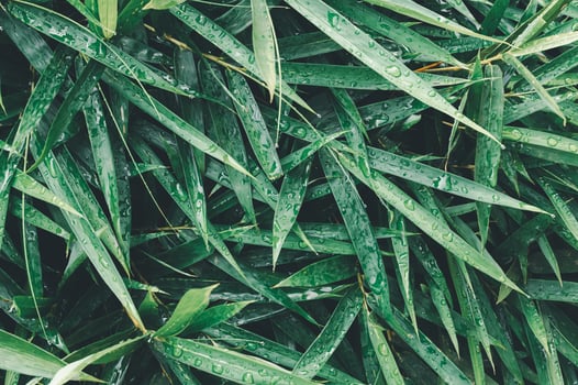 Lush Green Bamboo Leaves with Water Droplets in Natural Environment photo