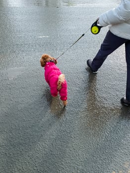 A person is taking a leisurely, peaceful walk with a small dog securely attached to a leash, ensuring the dogs safety and comfort while savoring the refreshing outdoor experience together photo