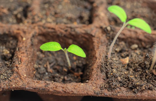 Bright green tomato sprouts in peat pots photo
