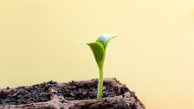 Green zucchini sprout in a peat pot photo