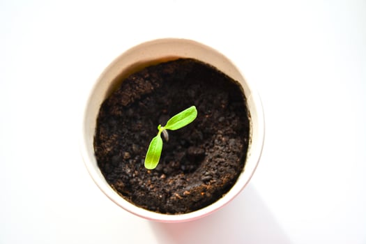 young tomatoe seedling. A small plant sprouting in a small paper cup filled with dark soil. Tomatoe seedling with two small, bright green leaves photo