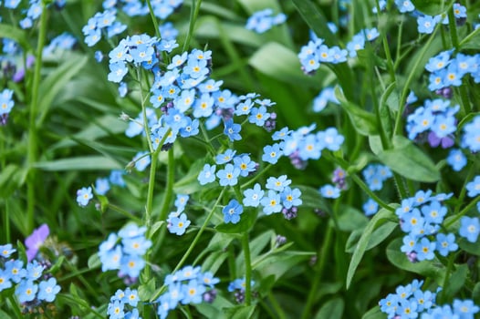 Blue Forget-me-nots Blooming in a Spring Garden photo