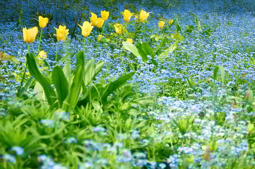 Spring Meadow with Yellow Tulips and a Sea of Blue Forget-me-nots photo