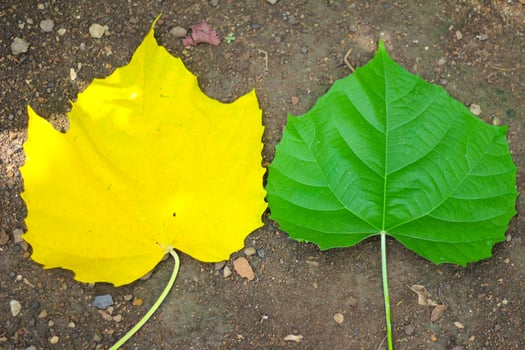 Yellow And Green Leaves On Brown Soil And Earth Surface Photographed Close Up Detail Outdoor photo