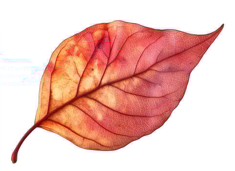 Single autumn leaf displays vibrant red and orange hues photo