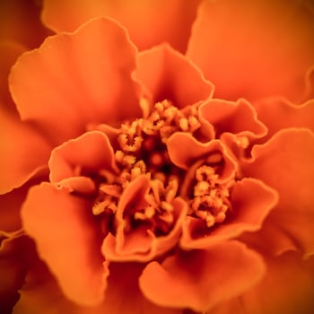 Close up beautiful Marigold flower. Cute orange flowers photo