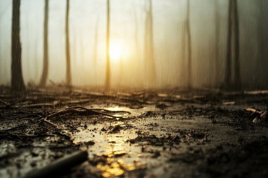 Understanding the impact of acid rain on forest ecosystems during a rainfall at sunset photo