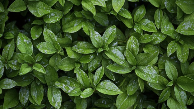 Lush Green Leaves Dew Covered Plants photo