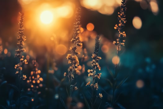 Wildflowers with sunset in nature photo
