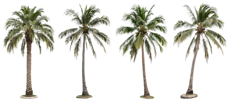 A set of palm trees on an isolated white background. photo