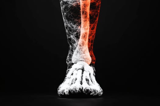 Skeleton illustration of a human leg in artistic display. photo