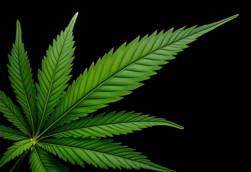 Lush Green Cannabis Leaf Closeup on Black Background photo