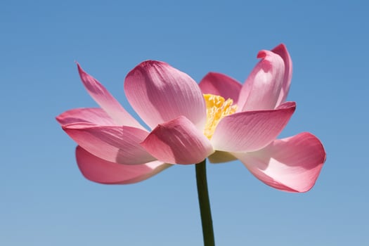 Lotus over blue sky photo