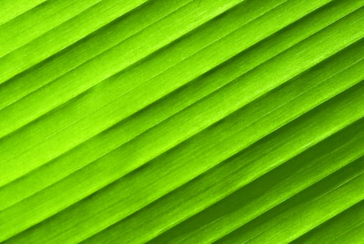 Leaf texture in backlight photo