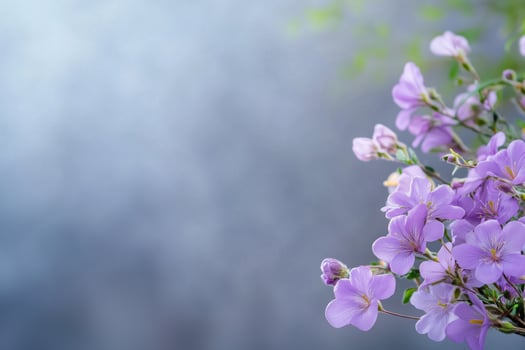 Beautiful purple flowers on a blurred background. Place for text. photo