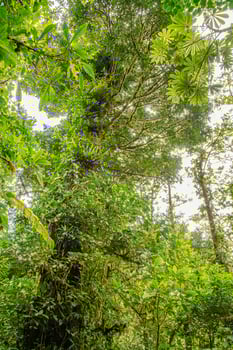 An incredible Monteverde cloud forest in Costa Rica photo