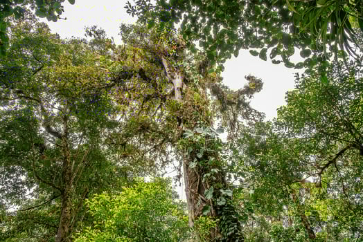 An old tree in cloud forest in Costa Rica photo