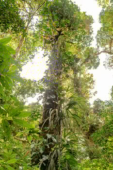 The beauty of the Monteverde cloud forest in Costa Rica photo