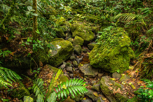 Mossy Rocks in the Monteverde cloud forest in Costa Rica photo
