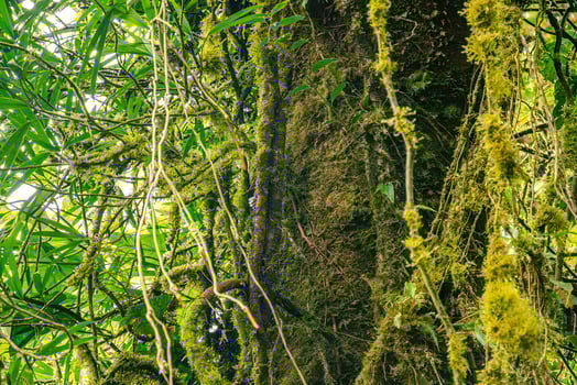 A trunk of a mossy tree in the Monteverde cloud forest in Costa Rica photo