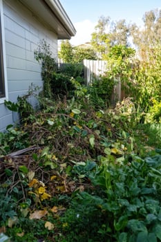 Overgrown weeds and neglected plants before garden transformation in suburban backyard setting photo