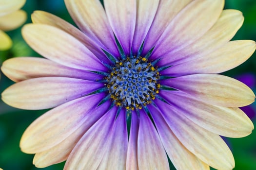Close-Up of a Beautiful Yellow and Purple Flower photo