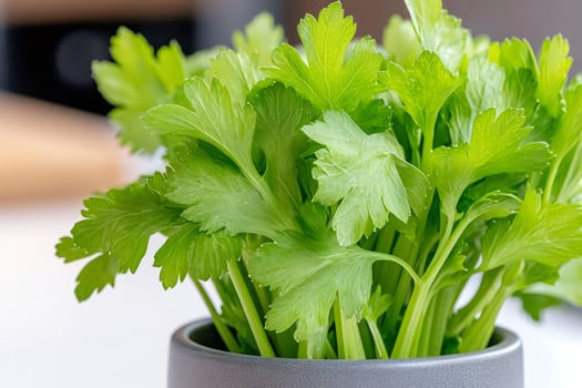 Fresh flat-leaf parsley growing in a pot in the kitchen photo
