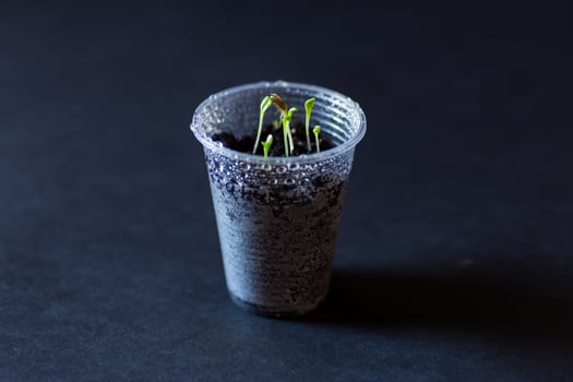 Ecologically clean sprouts at home photo