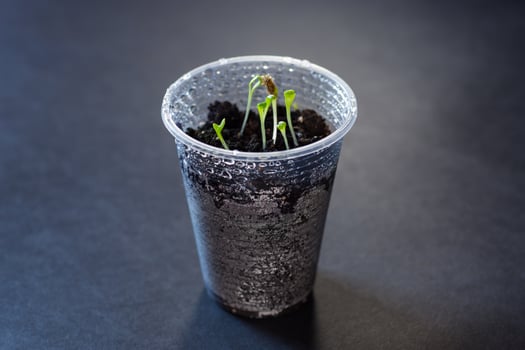 small vegetable garden. Young sprouts in a plastic cup with soil photo