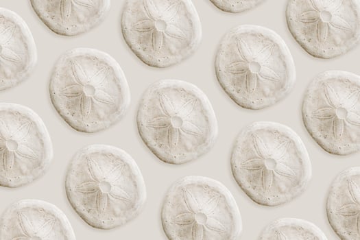 Minimal style nautical pattern with Skeleton of sea urchin or Sand Dollar, creative Summer still life beige monochrome background with natural seashell, marine life nature design, repeat graphic photo