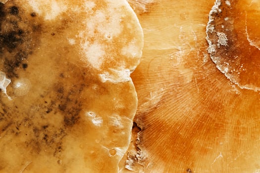 Aesthetic texture seashell, macro trend photo, beauty nature abstract background, monochrome surface of shell, clam close up, top view scene, oceanic beauty and organic details, natural patterns photo