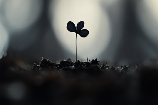 New beginnings emerge as a lone sprout breaks through the forest floor at dusk. photo