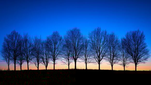 Silhouette of trees outlined against a deep blue sky at dusk in a tranquil natural landscape photo