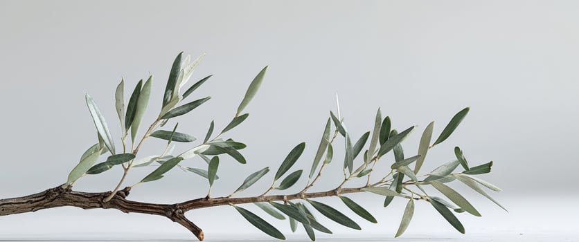 Fresh Olive Tree Branch for Natural Design. photo