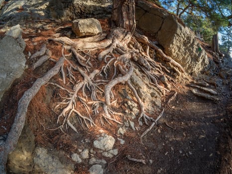 Roots of trees on the earth. photo
