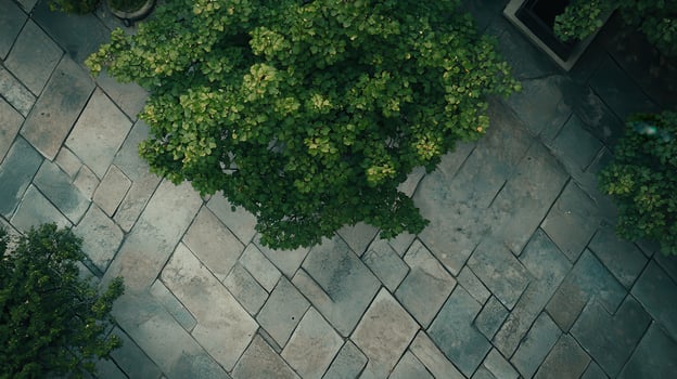 Aerial view tree, stone pavement, city park, quiet photo