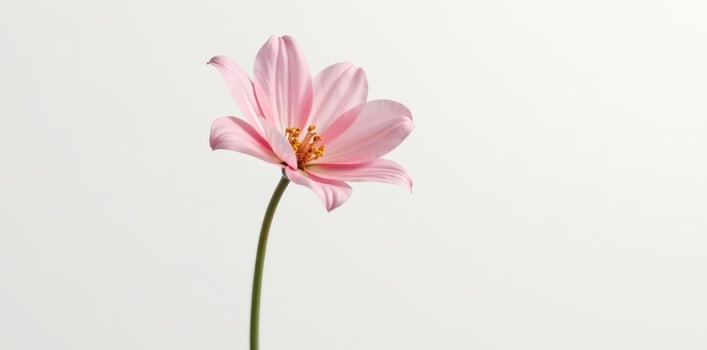 A single pink flower is shown in front of a white background photo