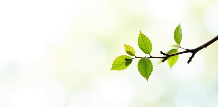 A green leaf on a branch with a bright light photo