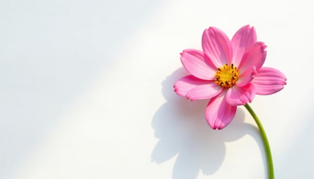 Single flower on white background with subtle shadows, serene, nature, isolated photo