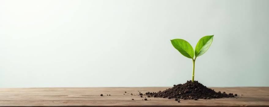 Sprouting branches on a plain white background, wood, leaf photo