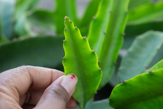 finger holding the young shoot of a dragon fruit plant. photo