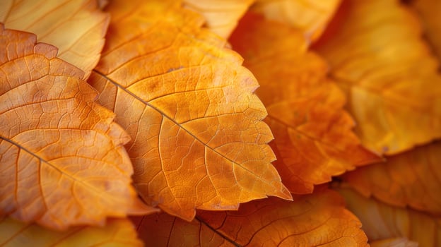 Close-up of vibrant autumn leaves, displaying intricate vein patterns and warm orange hues. photo