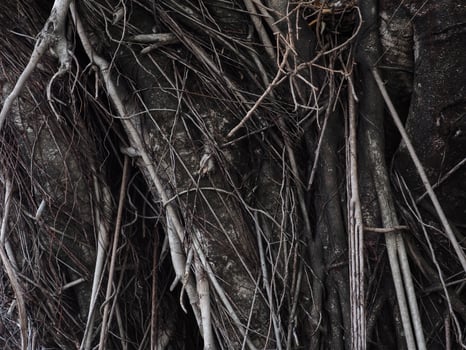 banyan tree for garden natural texture photo