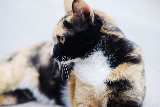 Cute adorable cat is black a yellow in fur relaxing on concrete floor outdoor photo