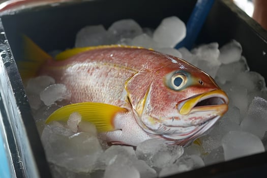 Freshly caught fish on ice at a seafood market in a coastal town during the morning hours photo